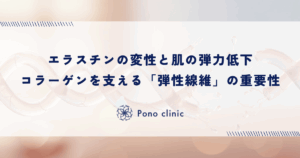 エラスチンの変性と肌の弾力低下｜コラーゲンを支える「弾性線維」の重要性