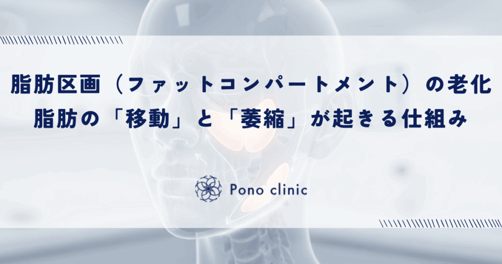 顔の脂肪区画（ファットコンパートメント）の老化｜脂肪の「移動」と「萎縮」が起きる仕組み