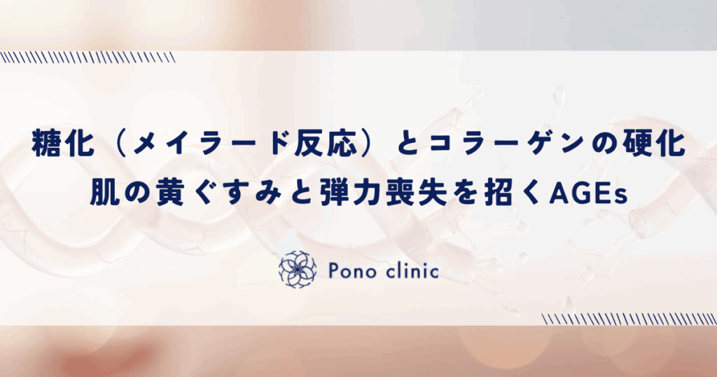 糖化（メイラード反応）とコラーゲンの硬化｜肌の黄ぐすみと弾力喪失を招くAGEs
