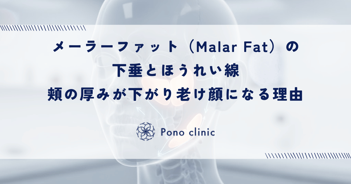 メーラーファット（Malar Fat）の下垂とほうれい線｜頬の厚みが下がり老け顔になる理由