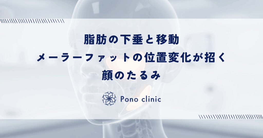 脂肪の下垂と移動|メーラーファットの位置変化が招く顔のたるみ