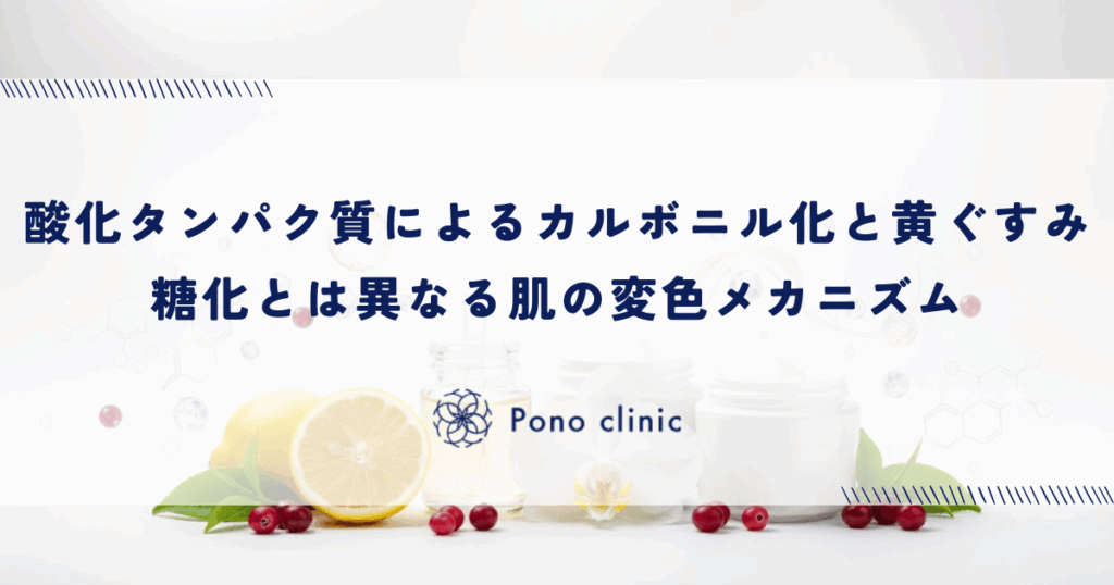 酸化タンパク質による「カルボニル化」と黄ぐすみ｜糖化とは異なる肌の変色メカニズム