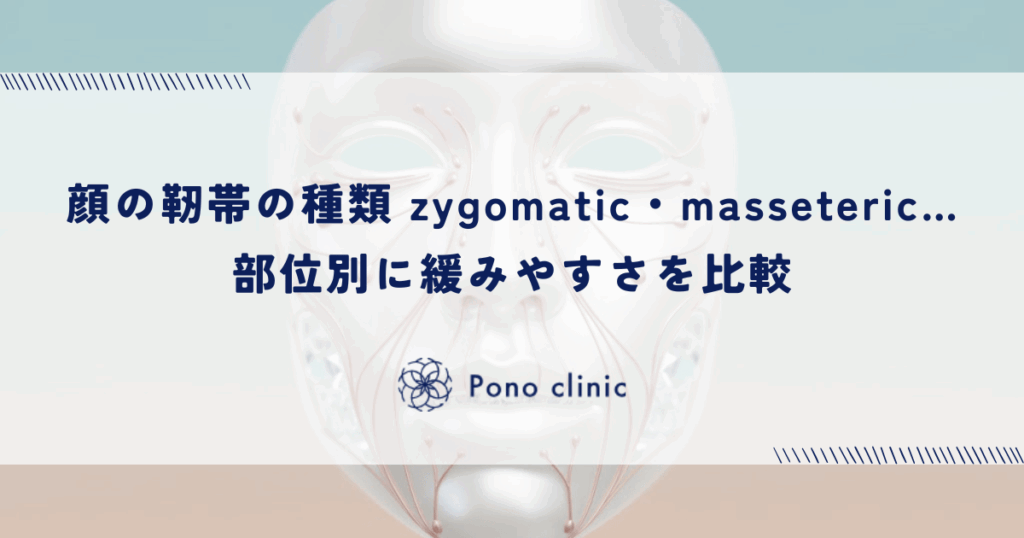 顔の靭帯の種類｜zygomatic・masseteric…部位別に緩みやすさを比較