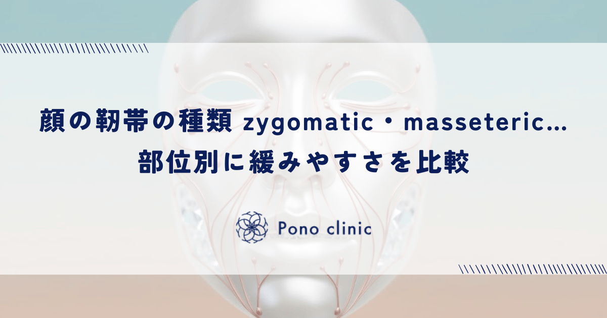 顔の靭帯の種類|zygomatic・masseteric…部位別に緩みやすさを比較