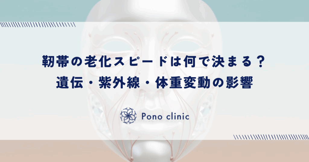靭帯の老化スピードは何で決まる？遺伝・紫外線・体重変動の影響