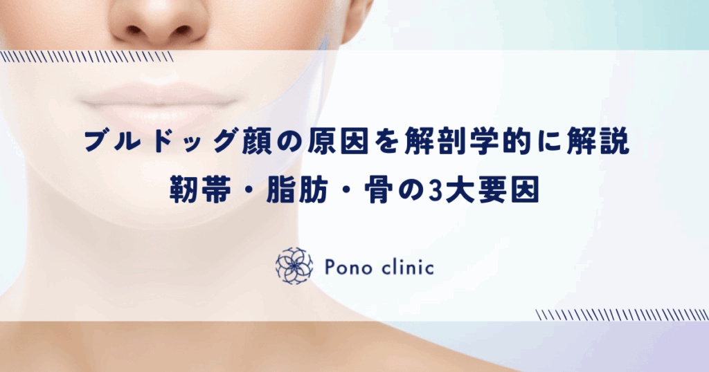 ブルドッグ顔の原因を解剖学的に解説｜靭帯・脂肪・骨の3大要因