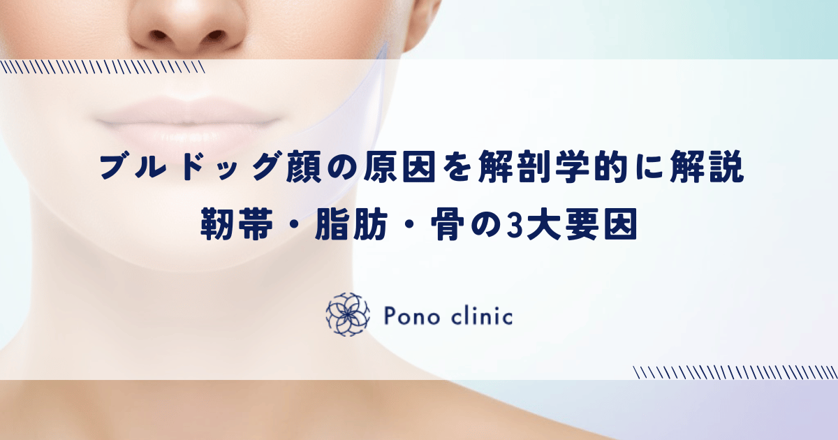 ブルドッグ顔の原因を解剖学的に解説｜靭帯・脂肪・骨の3大要因