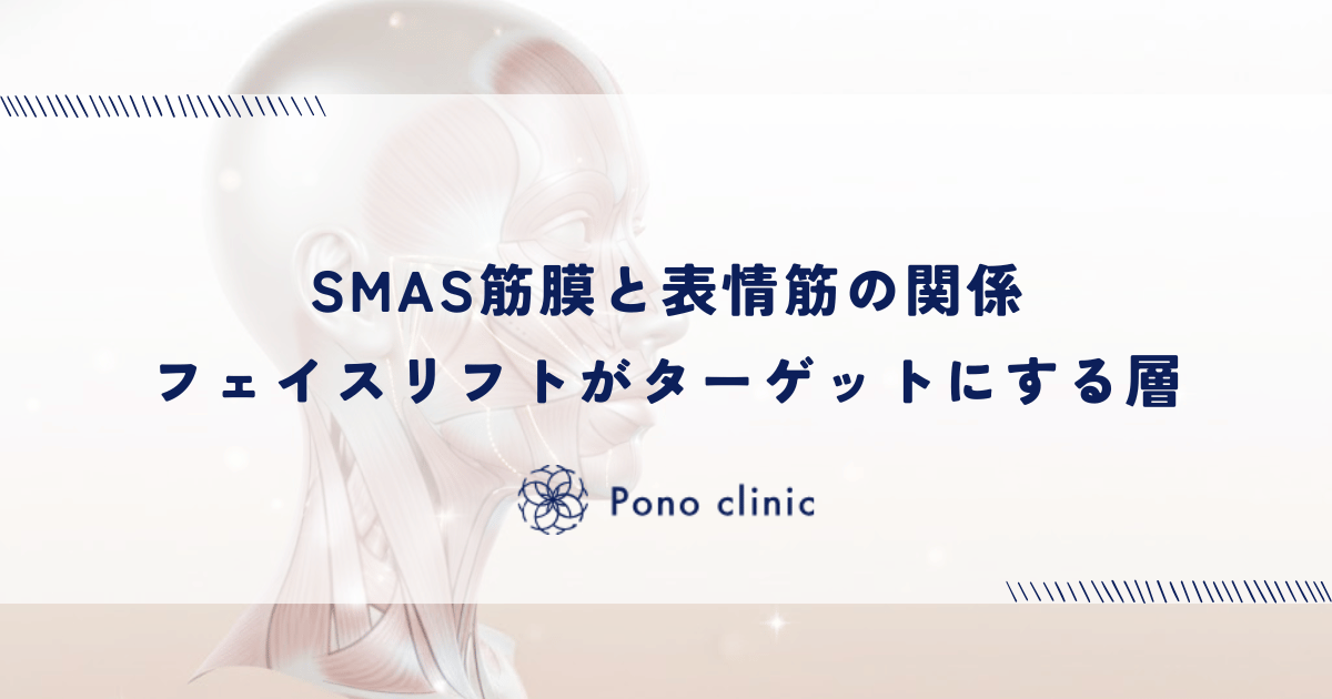 SMAS筋膜と表情筋の関係｜フェイスリフトがターゲットにする層