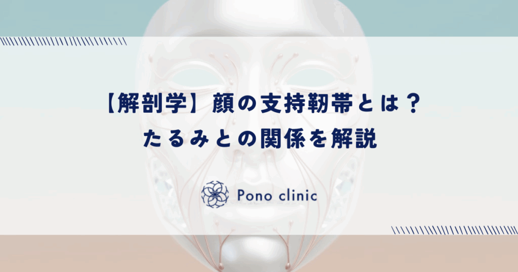 【解剖学】顔の支持靭帯(リテイニングリガメント)とは?たるみとの関係を解説