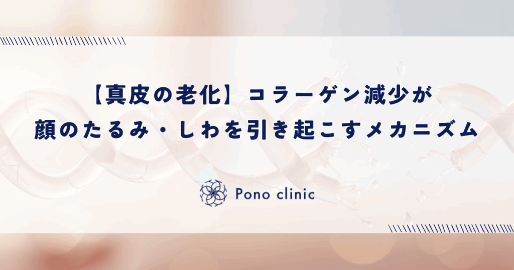【真皮の老化】コラーゲン減少が顔のたるみ・しわを引き起こすメカニズム