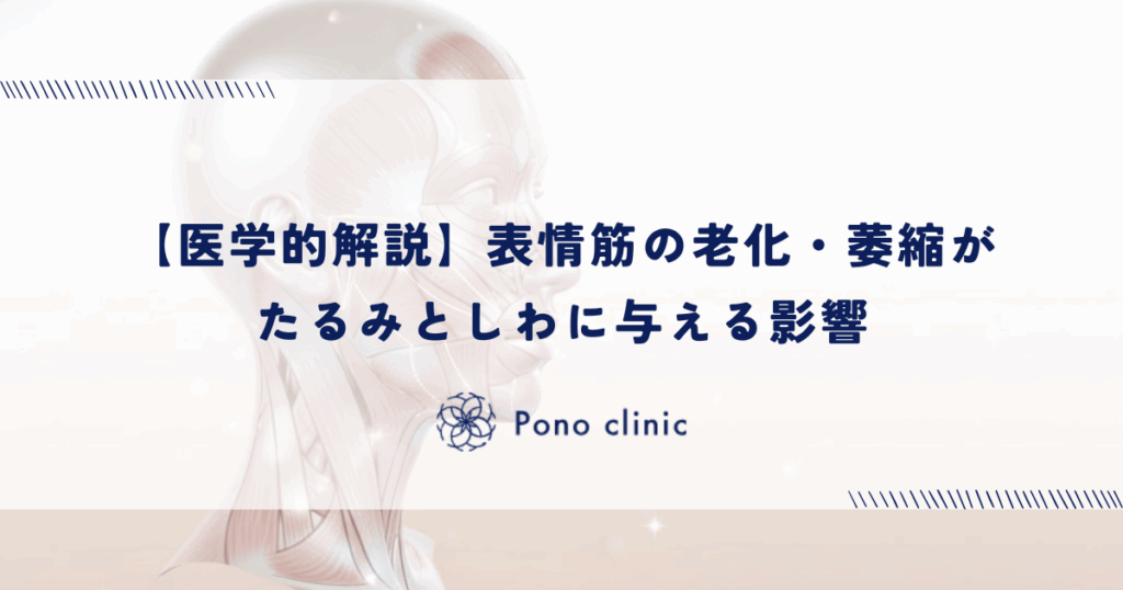 【医学的解説】表情筋の老化・萎縮がたるみとしわに与える影響とは